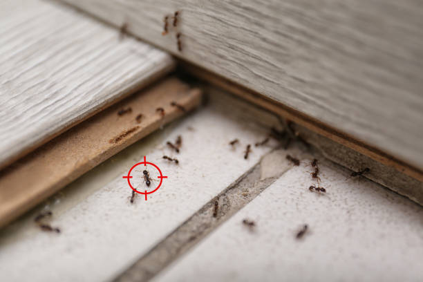 Spider Control Near Me in East Moriches, NY